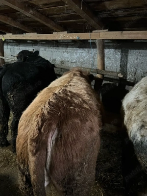 Tauri de crescut media 400 de kg  - imagine 2