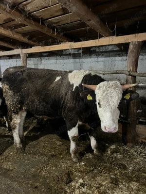 Tauri de crescut media 400 de kg  - imagine 5