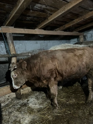 Tauri de crescut media 400 de kg  - imagine 4