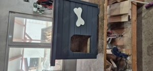 Vând căsuțe cănii si pisici izolate  - imagine 4