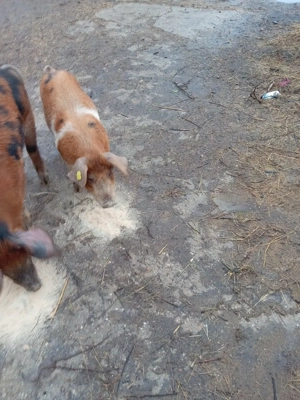 graesune de vînzare 