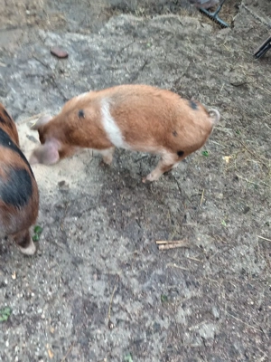 grasune de vînzare  - imagine 2