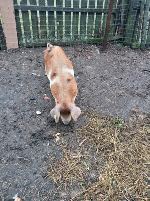 grasune de vînzare  - imagine 3