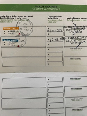 Ciobanesc de Bucovina