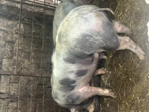 Porc rasa de carne  - imagine 5