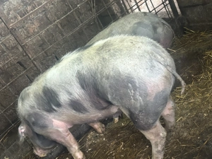 Porc rasa de carne  - imagine 2