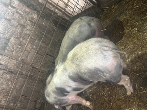 Porc rasa de carne  - imagine 3