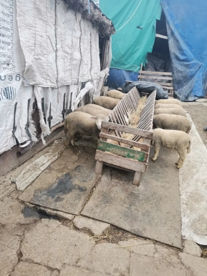 Vând miei din toamna 2025  - imagine 5