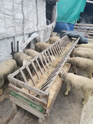 Vând miei din toamna 2025  - imagine 4