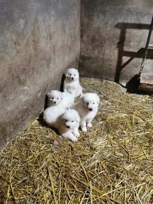 Catelusi Maremmano Abruzzese 