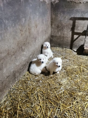 Catelusi Maremmano Abruzzese  - imagine 3