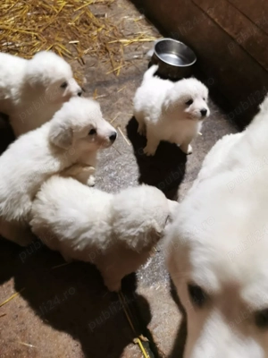 Catelusi Maremmano Abruzzese  - imagine 5