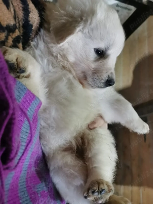 Catelusi Maremmano Abruzzese  - imagine 4