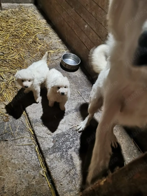 Catelusi Maremmano Abruzzese  - imagine 2