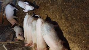 Vând purcei 11 săptămâni  - imagine 2