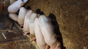 Vând purcei 11 săptămâni  - imagine 3