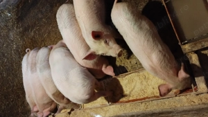 Vând purcei 11 săptămâni  - imagine 4