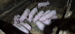 Purcei de vinzare   - imagine 3