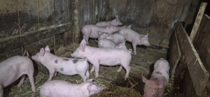 Purcei de vinzare   - imagine 5