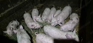 Purcei de vinzare   - imagine 4