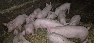 Purcei de vinzare   - imagine 2