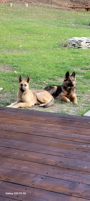 cănii sunt cu carnet de sănătate și se asigura puritatea rasei 