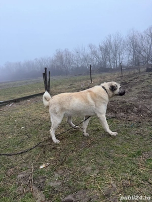 vand fem KANGAL - imagine 3