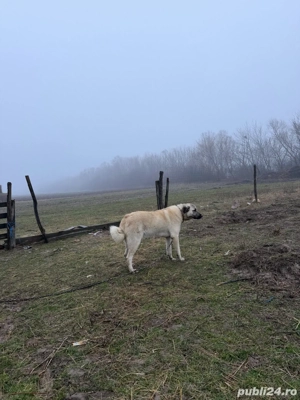 vand fem KANGAL - imagine 2