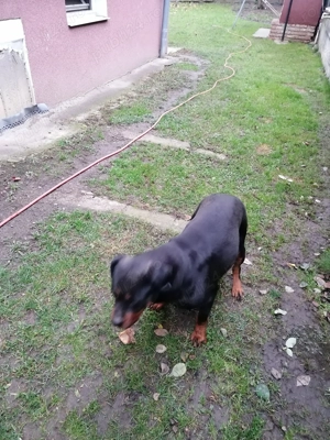 Vând rotwailer femela vârstă 3 ani   - imagine 4