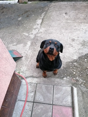 Vând rotwailer femela vârstă 3 ani   - imagine 2