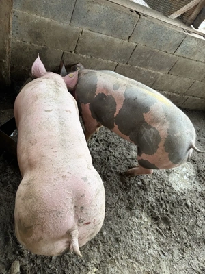 porci de vanzare detalli in privat - imagine 5