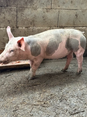 porci de vanzare detalli in privat - imagine 2