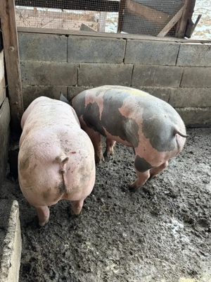 porci de vanzare detalli in privat - imagine 4