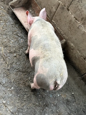 porci de vanzare detalli in privat