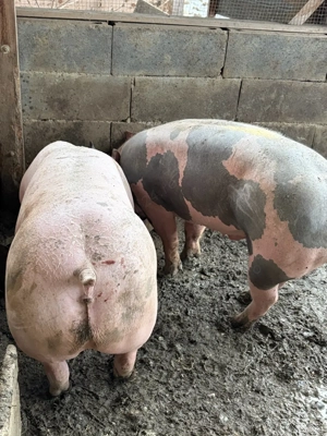 porci de vanzare detalli in privat - imagine 3