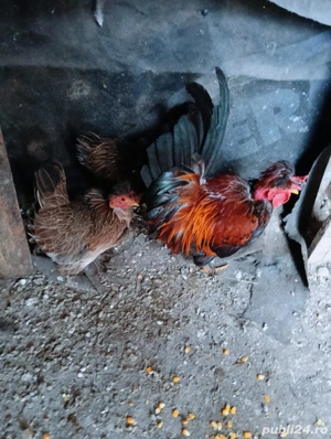 familie credli - imagine 4