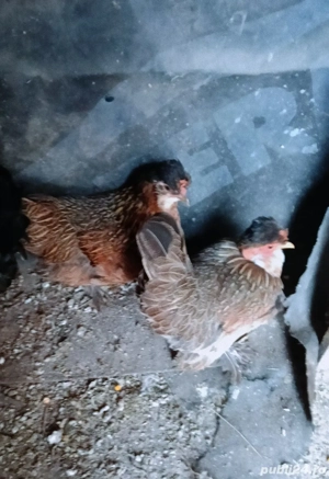 familie credli - imagine 2