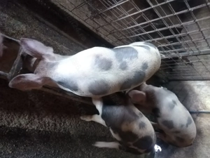 Vând soldani  - imagine 2