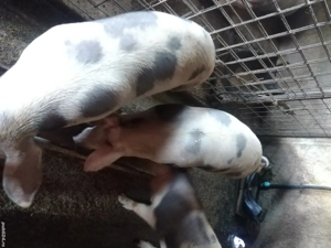 Vând soldani  - imagine 3