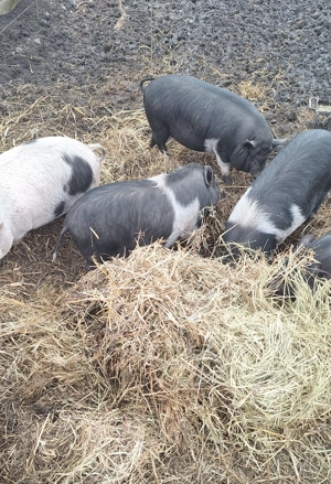 Purcei rasa vietnameza varietatea mare - imagine 3