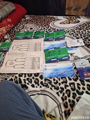 Disponibili ciobanesti Malinois  cu pedigree