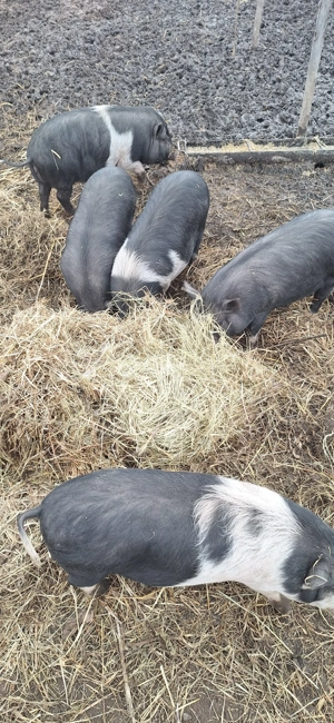 Purcei rasa vietnameza varietatea mare - imagine 4