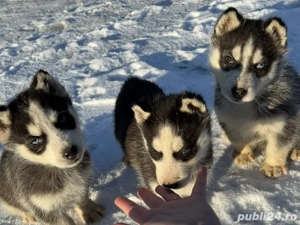 catei husky siberian  - imagine 3