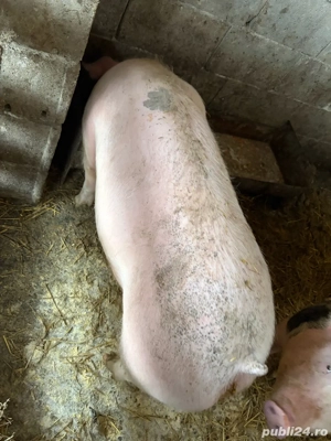 scrofita montata  - imagine 2