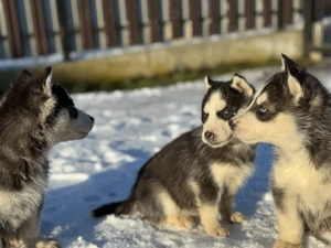 catei husky siberian  - imagine 2