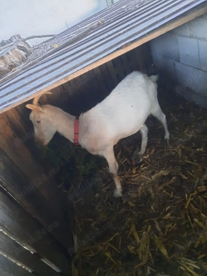 Iadă gestantă de vânzare !!!