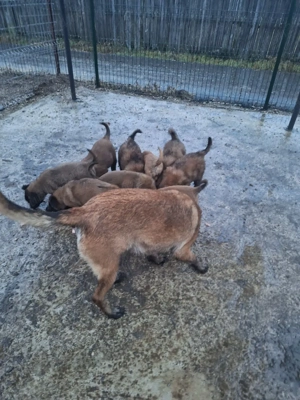 Disponibili ciobanesti Malinois  cu pedigree - imagine 2