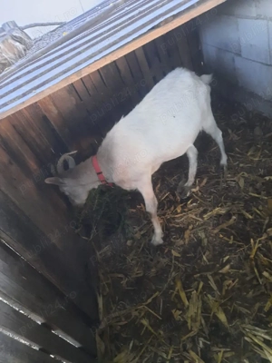 Iadă gestantă de vânzare !!! - imagine 2