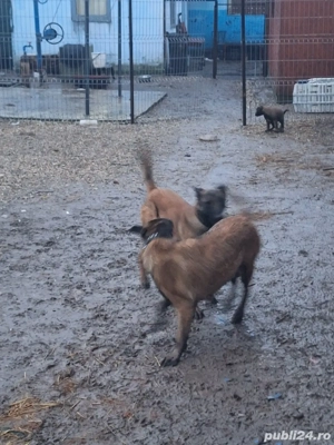 Disponibili ciobanesti Malinois  cu pedigree - imagine 3