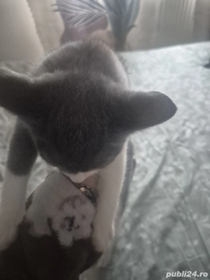 Pisicuta dragalasa - imagine 3